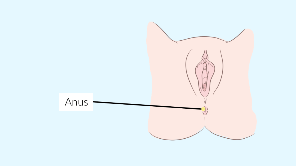 Female Anal Orgasm